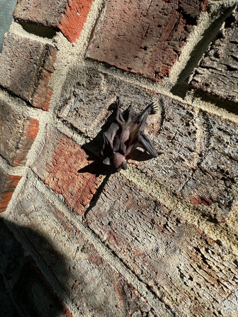 Suresafe Pest Control LLC