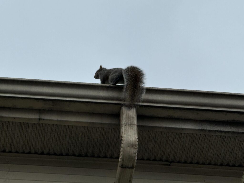 Suresafe Pest Control LLC